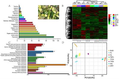 Widely targeted metabolomics and SPME-GC-MS analysis revealed the quality characteristics of non-volatile/volatile compounds in Zheng’an Bai tea